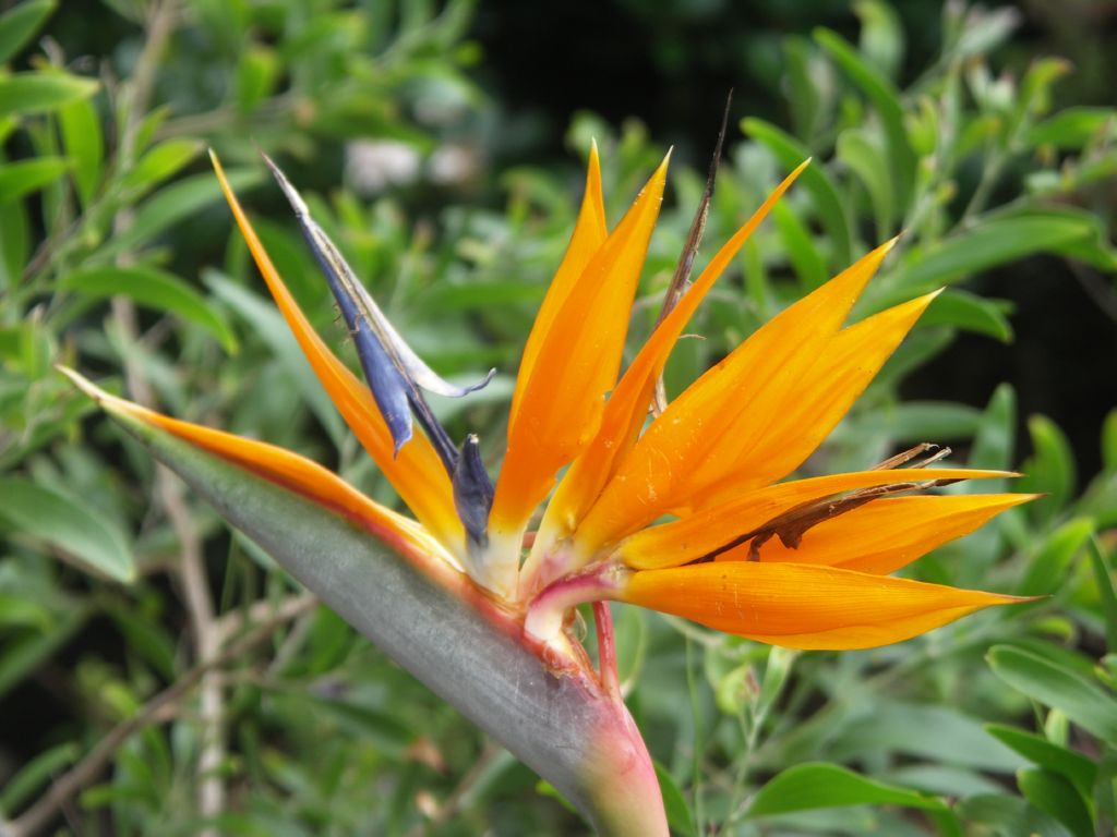 kirstenbosch jardin bot